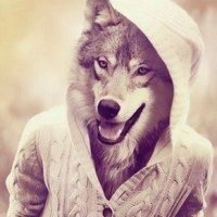 Аватарка для Ватсап - Волк
