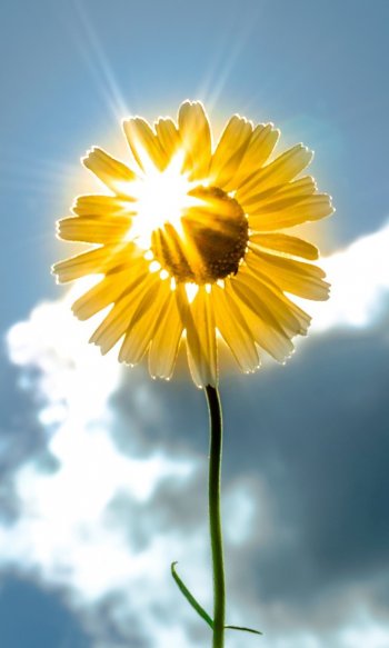 Картинка для Ватсапа - Цветок и солнце