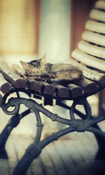 Картинка для Ватсапа - Спящий котик