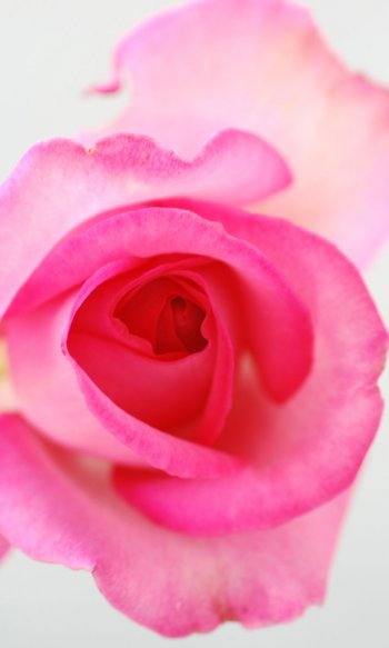Картинка для Ватсапа - Розовый цветок
