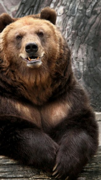 Картинка для Ватсапа - Медведь