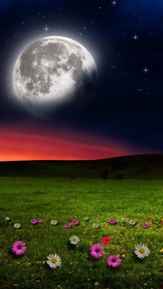 Картинка для Ватсапа - Луна и цветы