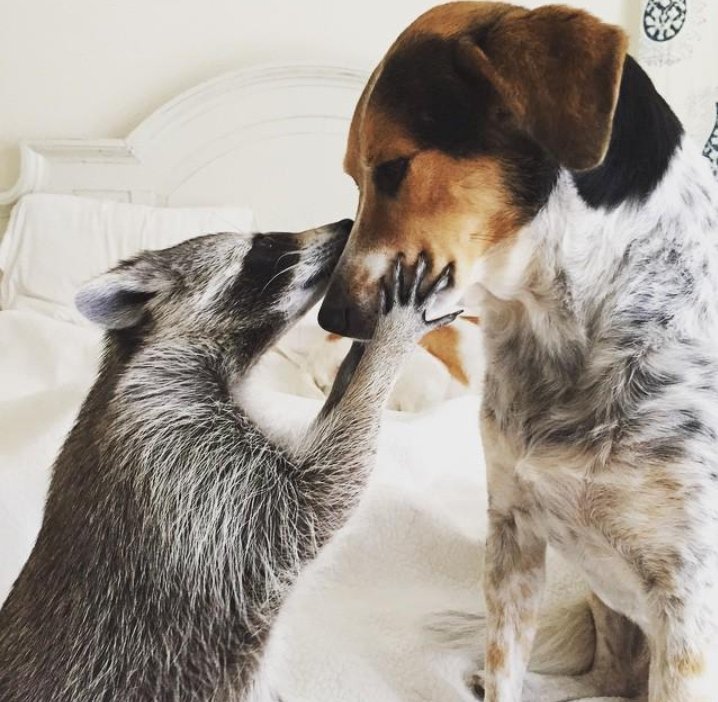 dog and raccoon heart