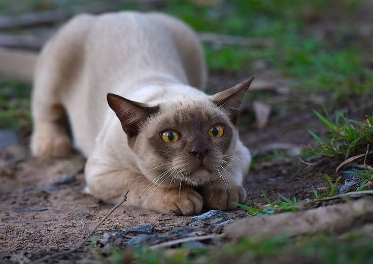 Ролевая Коты-Воители