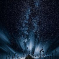 Коты воители Племя Звёздного Сияния