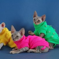 ВЯЖЕМ И ШЬЁМ ДЛЯ КОШЕК И СОБАК