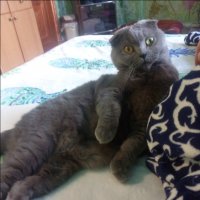 Домашние животные
