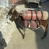 Король дорог