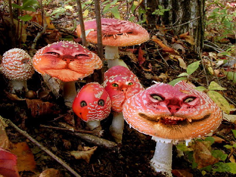 🍄🍄 ЯдЕрНыЕ ГрИбЫ 🍄🍄🍄