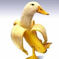 🪿Не улетай последний гусь🪿