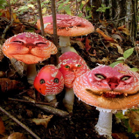 🍄🍄 ЯдЕрНыЕ ГрИбЫ 🍄🍄🍄