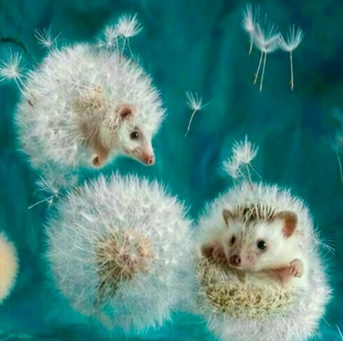 Пушистые Ёжики