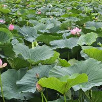 Объявления п.Трудовое, ст.Угольная (Владивосток)