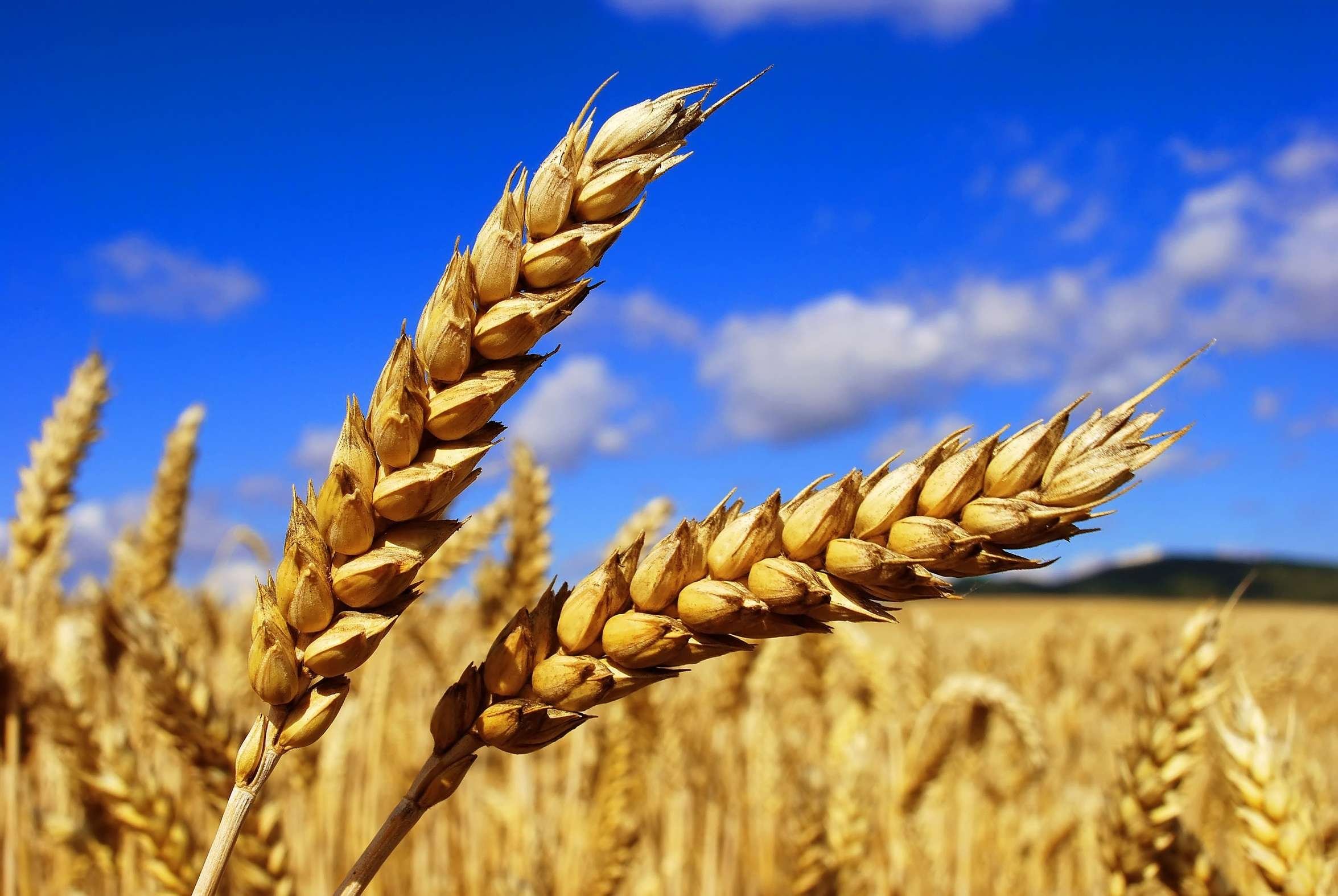 🌾Зерно СНГ | Опт / Импорт / Экспорт
