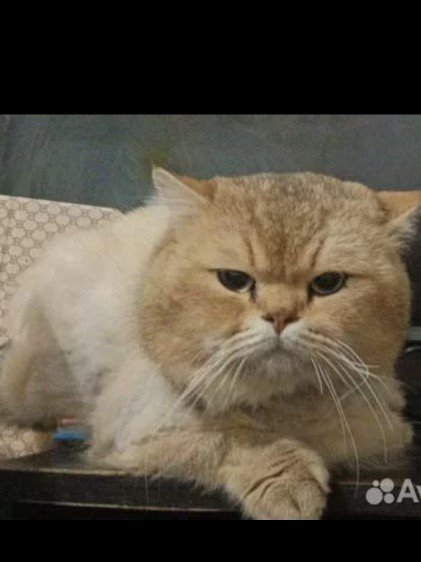 Кошки 😾 Дагестана