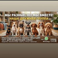 Dog Астана