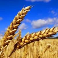 🌾Зерно СНГ | Опт / Импорт / Экспорт