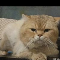 Кошки 😾 Дагестана